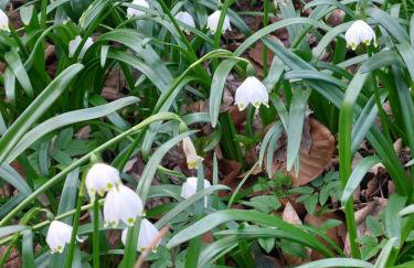 Ferienwohnung Josi 64 qm, 1 Schlafzimmer, 1 Wohnzimmer - Foto 39