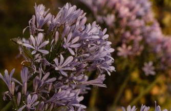 Castello La Leccia - Foto 65