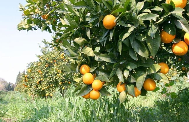 Agriturismo Archelao - Photo 35