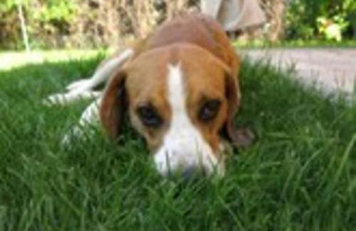 Apartment in Casale with Panoramic Vineyard Views - Foto 40