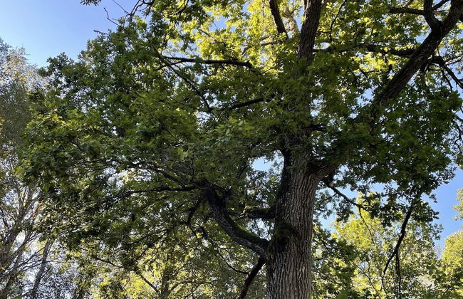 4 Person Holiday Home in Hogsjo-by Traum - Foto 15