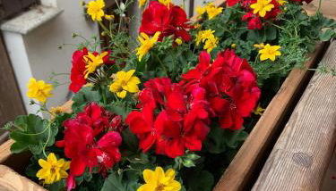 La Tzambretta - Foto 3