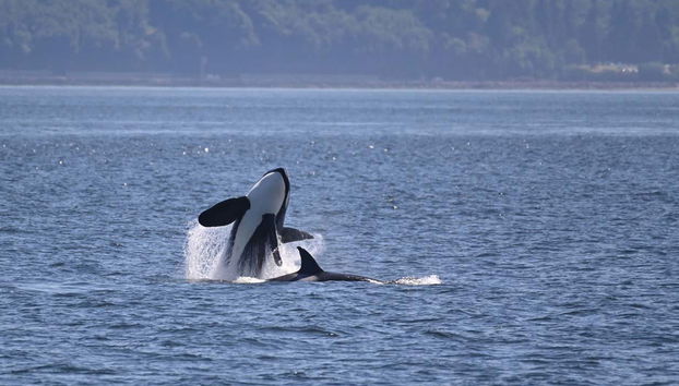 Una ballena saltando en el agua
