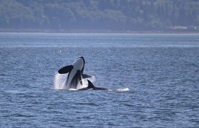 Avistamiento de ballenas en Seattle - Foto 5