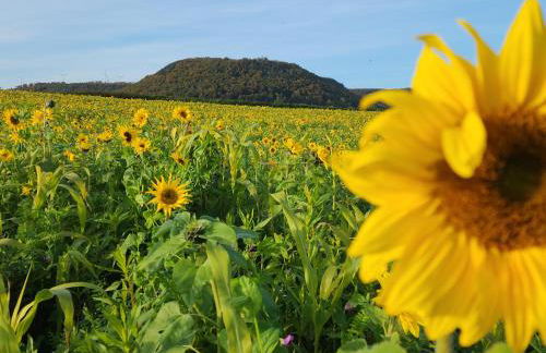 Ferienwohnung MW 4a bis 66 m2 Höxter Weserbergland Weser 1-2P 1SZi mBad 3-4P 2SZi m2Bäder Terrasse Wäsche Endreinigung Self CheckIn - Foto 50