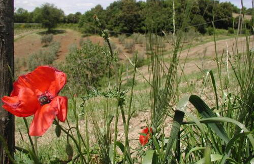 Casa Guaitoli - Foto 21