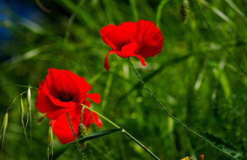 Sea view Villa Sun Sea & Fire - Photo 40