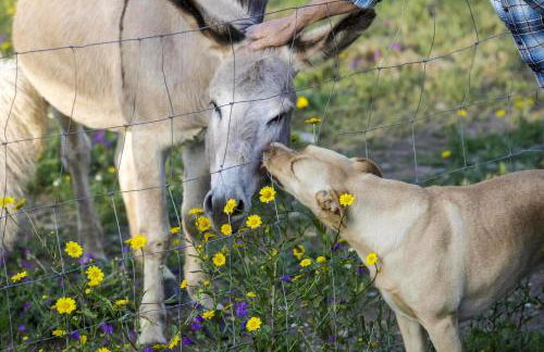 Moinho do Maneio - Foto 15