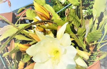 Ferienwohnung Baacke - Foto 5