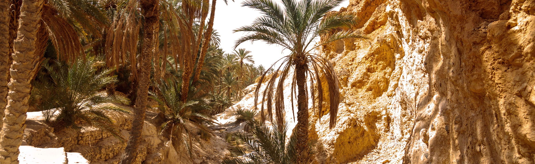 Excursión privada desde Tozeur