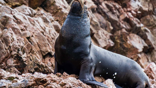 Excursión a las islas Ballestas y Huacachina + Vuelo sobre las Líneas de Nazca - Foto 3, Un lobo de mar en las islas Ballestas