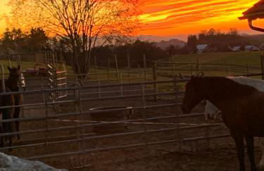 Linda‘s Ferien-Pferdehof - Foto 20