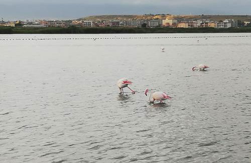 Appartamento Cagliari, OliveOyl Apt&Terrace - Foto 39