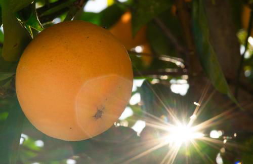 Finca Meerlust - Las Ballenas - Foto 42