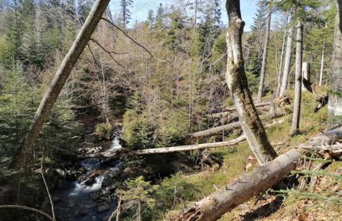 Ferienwohnungen Kremser bei Spiegelau Eppenschlag - Foto 59