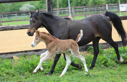 Gîte dans un petit haras - Foto 47
