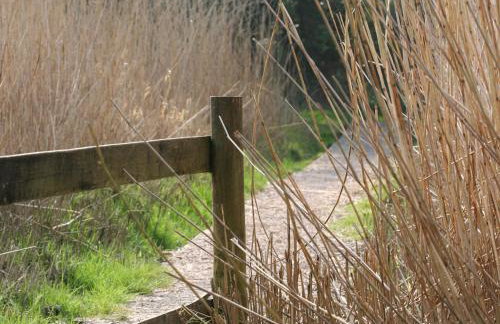 The Daffodil Shed - Foto 30