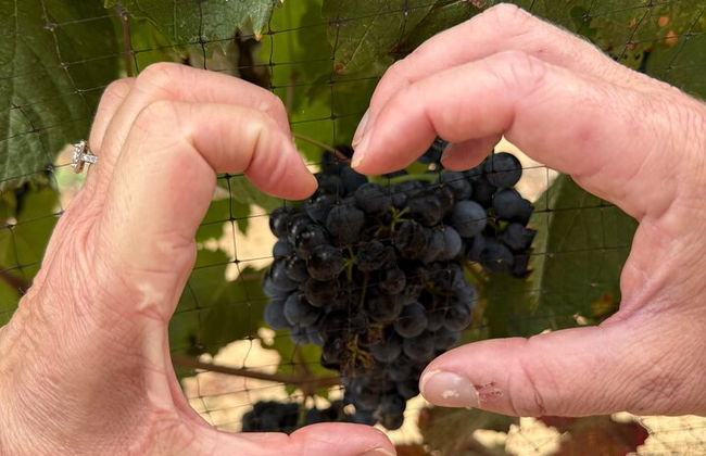 Private Deluxe Wine Tour to Valle de Guadalupe by Luxury Vehicle - Photo 24