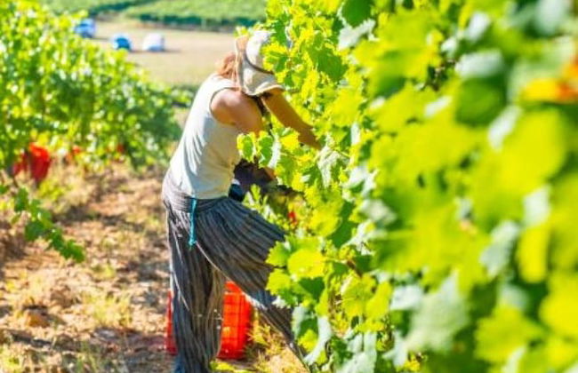 Villetta Large Morellino 4 pax - Foto 22