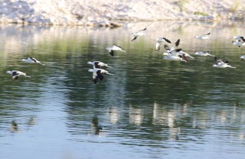 Nueces River Cabins-Elm Cabin - Foto 13