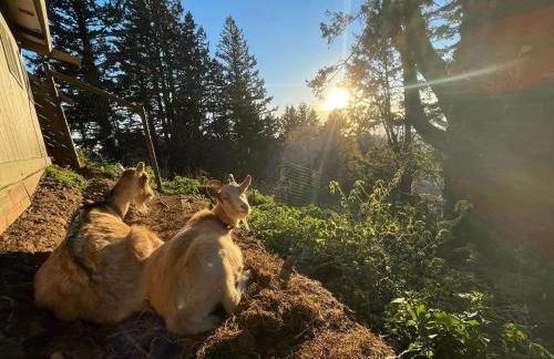 Apartment w hot tub forest & ocean view - Foto 28