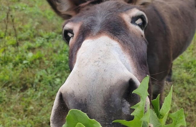 Agriturismo Campo Rosso - Foto 52
