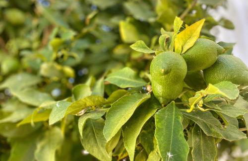 Modern Villa in Olhao - Foto 15