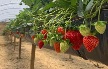 Chalé Caminho do Sol - Foto 38