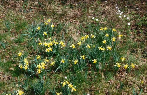 Ferienwohnung Charly - Foto 26
