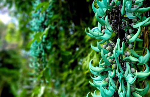 PonoMana Oasis's - Koi Cottage - Foto 33