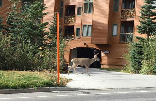 Mountainback 19 Loft Den - Foto 20