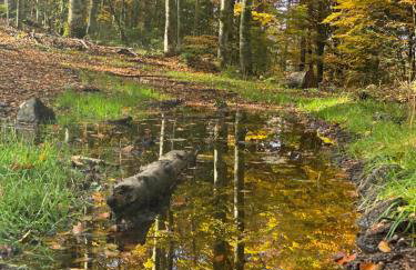 No 19 in the Black Forest - Foto 40