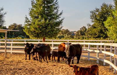 Foxen Canyon Retreat by Paradise Retreats - Foto 35