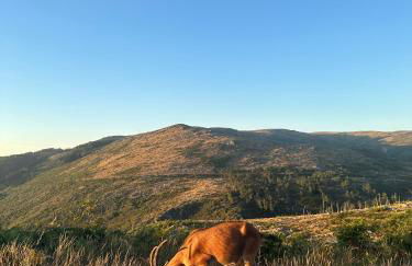 Refúgio das Carquejas - Foto 21