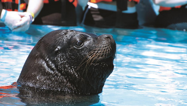 Sea Lion Encounter at Aquaventuras Park - Photo 4