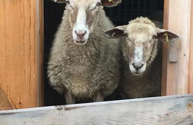 Fat Sheep Farm & Cabins - Foto 9