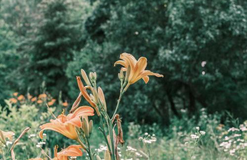 Tajna Bazia - Foto 19