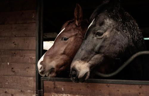 Agriturismo Cà de Zecchini - Foto 12