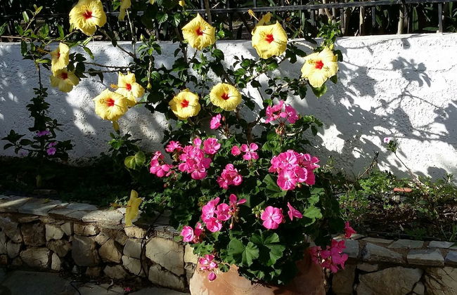 Amazing Cottage Close From the sea - Crete - Foto 9