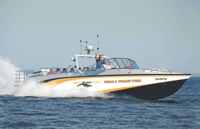 Avvistamento di balene in motoscafo - Foto 1