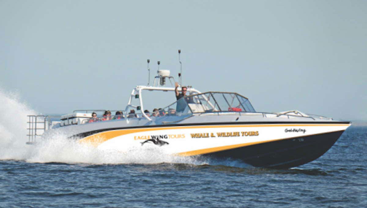 Whale Watching Speedboat Trip - Foto 1
