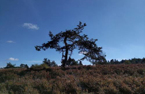 Ferienwohnungen Ambiente-Schmidt - Foto 8