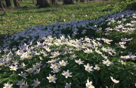 Apartamenty Pod Jesionem - Foto 7