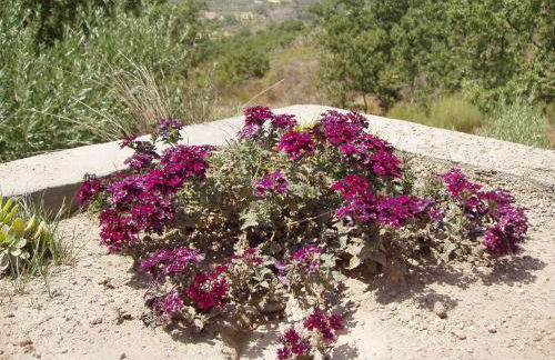 Monte das Mariolas - Foto 12