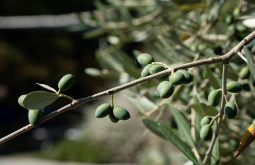 Agriturismo Sant'Emilia - Foto 18