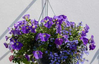 Appart'hotel Perle de Ré - Foto 16