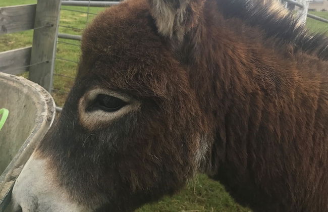 Stony Creek Cottages - Foto 4