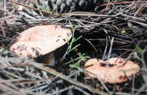 Casa Rural Las Barricas - Foto 10