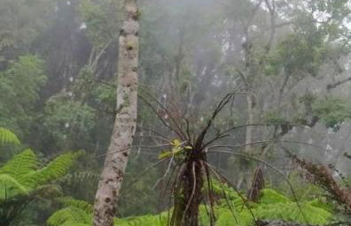 Cabana aconchegante na natureza - Foto 41