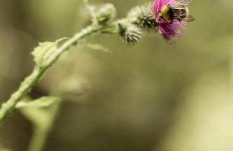 Agroturystyka Gajówka Pilica - Foto 65